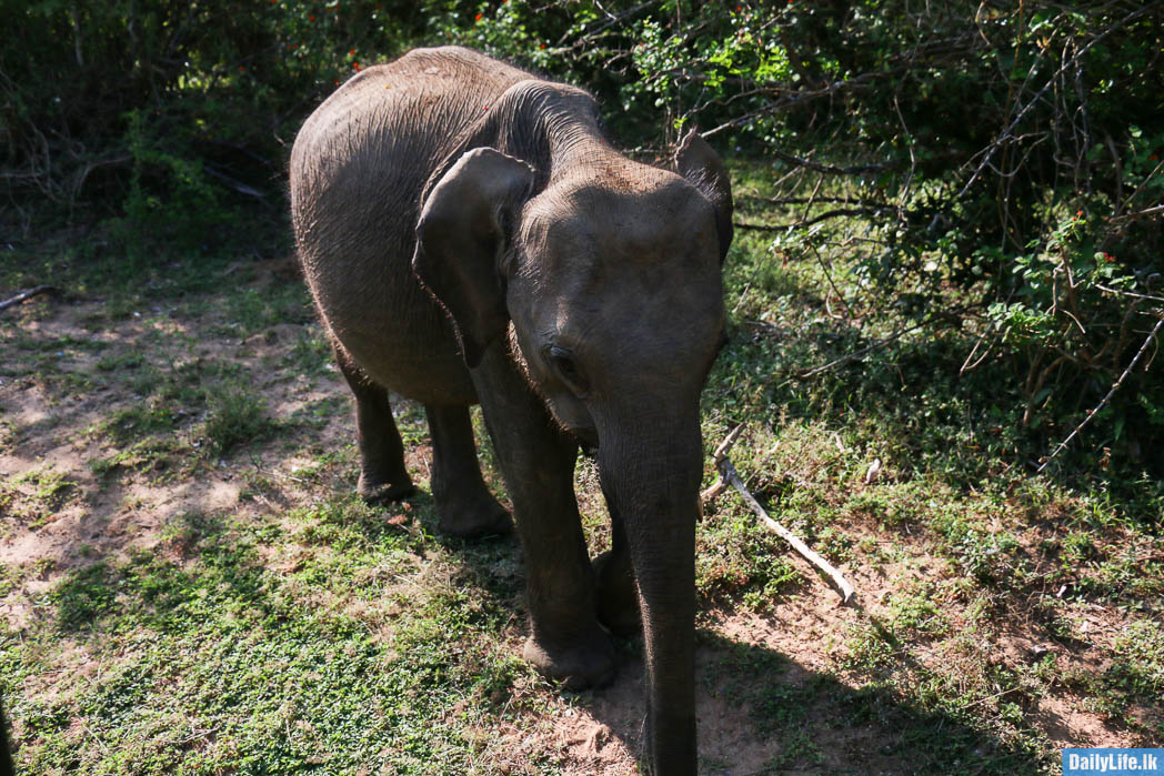 Small elephant at Yala